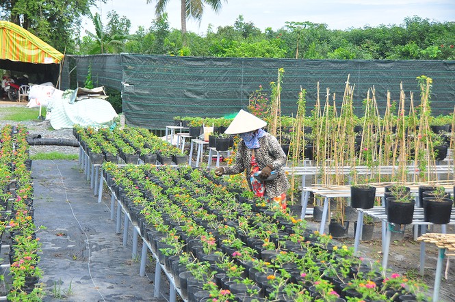 Thủ phủ hoa lớn nhất miền Tây chuẩn bị gần 3 triệu giỏ hoa phục vụ Tết - ảnh 7