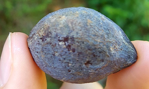 Thương lái Trung Quốc lùng mua quả trám giá cao gấp 5 lần - ảnh 1