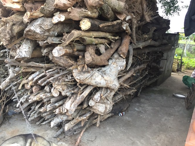 Cây cảnh... lãnh đủ: Trái đắng - ảnh 1