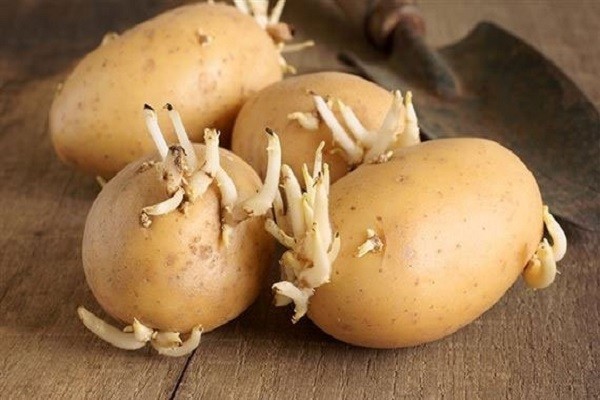 Ăn khoai tây kiểu này là 'hạ độc' cơ thể, dừng ngay nếu không muốn chết - ảnh 2