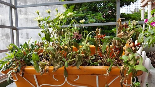 Những món đồ cũ không nên chứa trong nhà vì vừa gây bệnh vừa xui xẻo 'đại hung' - ảnh 1