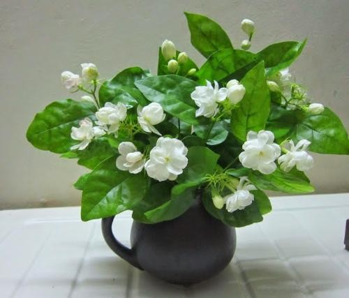 Những loại cây hoa vừa giúp ngủ ngon, vừa lọc sạch không khí ô nhiễm - ảnh 2