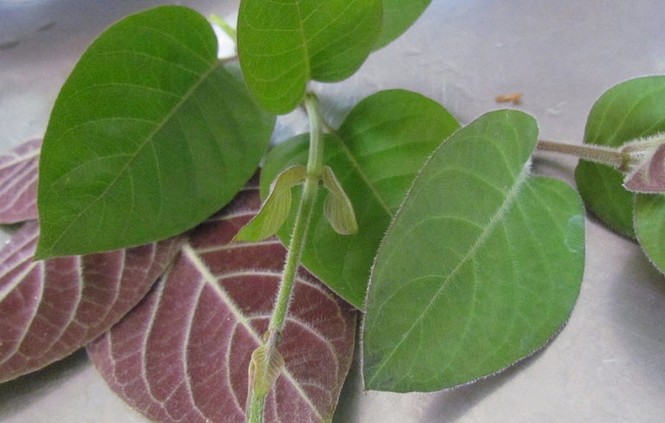 Thịt lợn 'đại kỵ' với những món này, đừng nấu chung kẻo rước họa vào người - ảnh 2