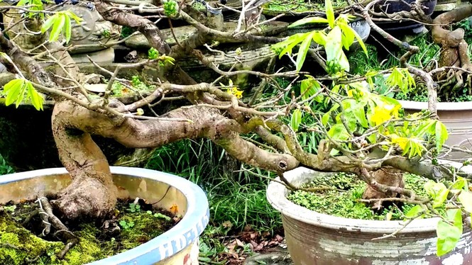 Mai kiểng Huế độc lạ, kỳ quái nở sớm trước Tết Nguyên đán Canh Tý 2020 - ảnh 1