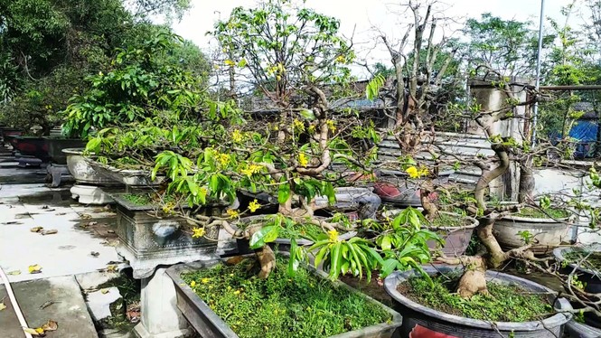 Mai kiểng Huế độc lạ, kỳ quái nở sớm trước Tết Nguyên đán Canh Tý 2020 - ảnh 3