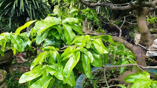 Mai kiểng Huế độc lạ, kỳ quái nở sớm trước Tết Nguyên đán Canh Tý 2020 - ảnh 2