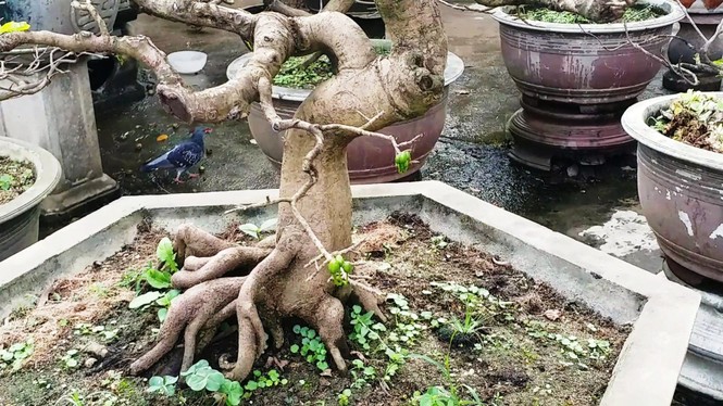 Mai kiểng Huế độc lạ, kỳ quái nở sớm trước Tết Nguyên đán Canh Tý 2020 - ảnh 4