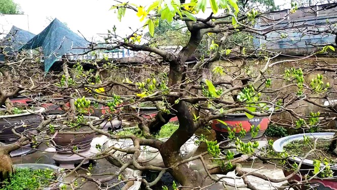 Mai kiểng Huế độc lạ, kỳ quái nở sớm trước Tết Nguyên đán Canh Tý 2020 - ảnh 7