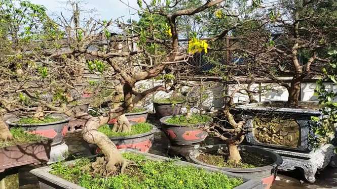 Mai kiểng Huế độc lạ, kỳ quái nở sớm trước Tết Nguyên đán Canh Tý 2020 - ảnh 10