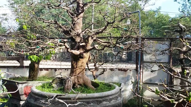 Mai kiểng Huế độc lạ, kỳ quái nở sớm trước Tết Nguyên đán Canh Tý 2020 - ảnh 11