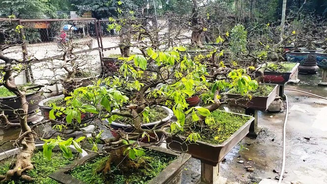 Mai kiểng Huế độc lạ, kỳ quái nở sớm trước Tết Nguyên đán Canh Tý 2020 - ảnh 12