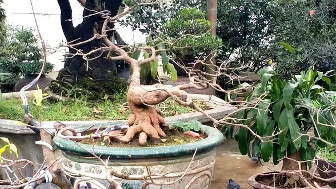 Mai kiểng Huế độc lạ, kỳ quái nở sớm trước Tết Nguyên đán Canh Tý 2020 - ảnh 13