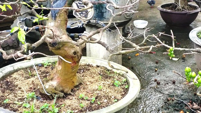 Mai kiểng Huế độc lạ, kỳ quái nở sớm trước Tết Nguyên đán Canh Tý 2020 - ảnh 14