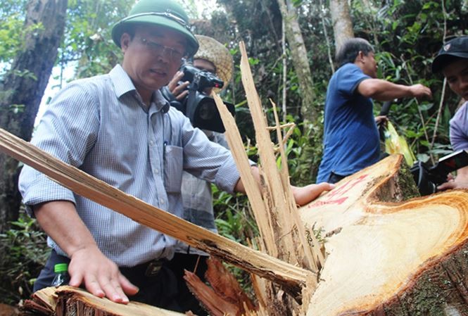 Xét xử 21 đồng phạm vụ phá rừng pơ mu ở Quảng Nam - ảnh 3