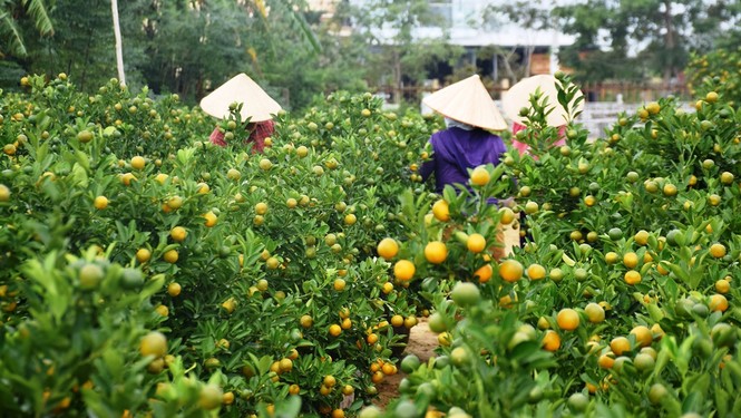 Tất bật ở làng quất cảnh Cẩm Hà - ảnh 4