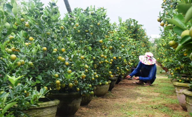 Tất bật ở làng quất cảnh Cẩm Hà - ảnh 6