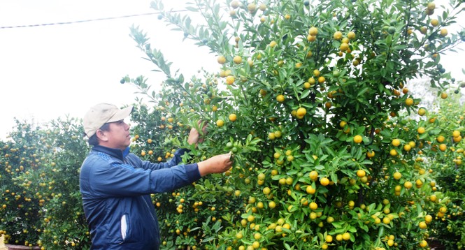 Tất bật ở làng quất cảnh Cẩm Hà - ảnh 8