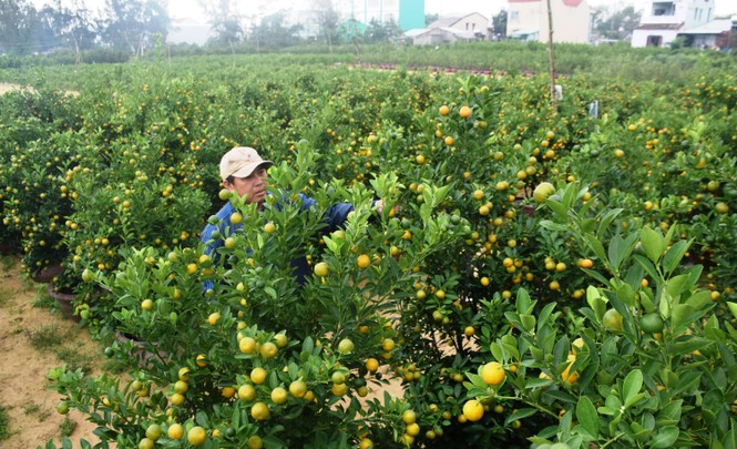 Tất bật ở làng quất cảnh Cẩm Hà - ảnh 1
