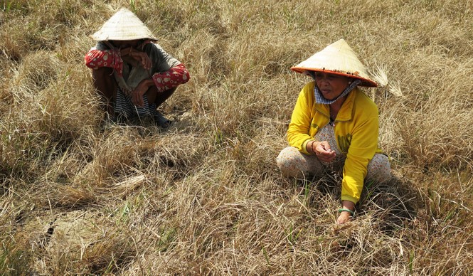 Hạn hán tàn phá miệt U Minh Hạ - ảnh 2