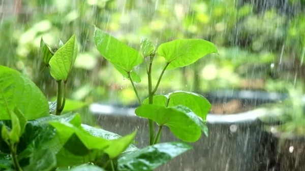 Bí quyết thành công: Để đón những cơn mưa, bạn cần chuẩn bị từ mùa khô - ảnh 3