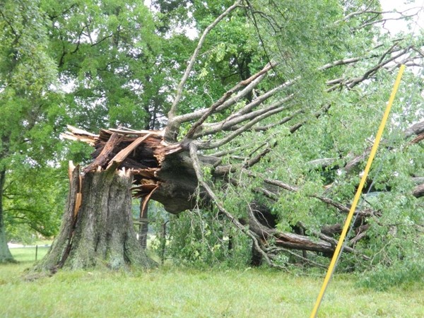 Nhiều cây cổ thụ đổ trong vài ngày, có cây 150 tuổi ở trường đại học, đây là “lời cảnh báo”? - ảnh 4