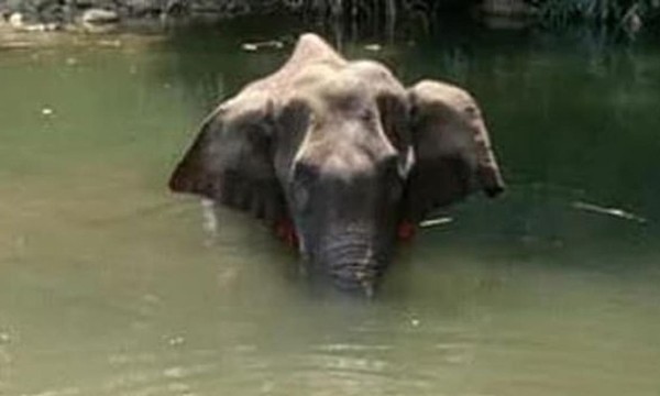 Sau vụ việc voi mẹ chết vì ăn phải dứa nhồi pháo hoa, Ấn Độ thề có “hành động mạnh” - ảnh 3