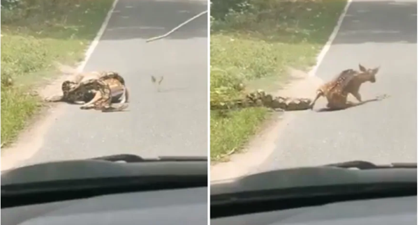 Netizen Thái tranh cãi dữ dội về hành động cứu con nai bị trăn siết của một người đàn ông - ảnh 2
