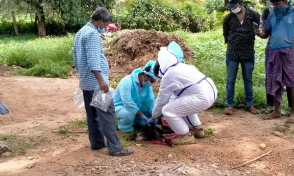 Người chăn gia súc dương tính với COVID-19, 50 con dê phải xét nghiệm và cách ly - ảnh 2
