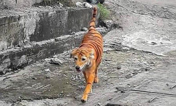 Một chú chó bị nhuộm lông giống hệt con hổ, cư dân mạng không thấy buồn cười, chỉ phẫn nộ - ảnh 1