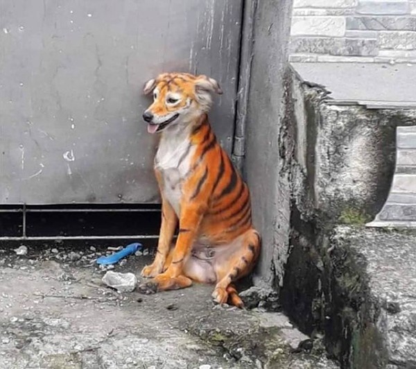 Một chú chó bị nhuộm lông giống hệt con hổ, cư dân mạng không thấy buồn cười, chỉ phẫn nộ - ảnh 2