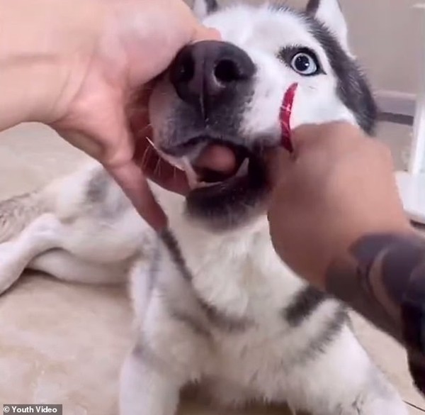 Chú chó bị chủ bắt ăn cả bát ớt để livestream theo trào lưu trên mạng, nên vừa ăn vừa khóc - ảnh 4
