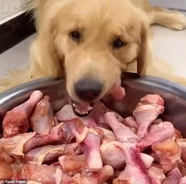 Chú chó bị chủ bắt ăn cả bát ớt để livestream theo trào lưu trên mạng, nên vừa ăn vừa khóc - ảnh 2