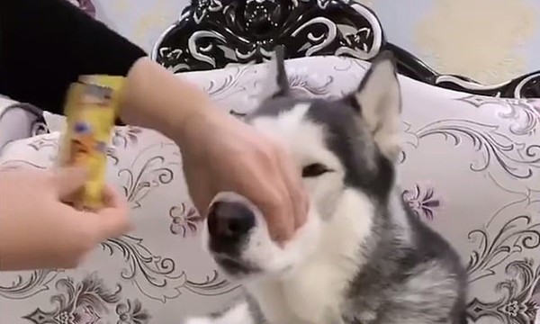 Chú chó bị chủ bắt ăn cả bát ớt để livestream theo trào lưu trên mạng, nên vừa ăn vừa khóc - ảnh 5