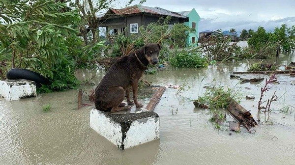Cơn bão Molave (bão số 9) sắp vào Việt Nam đã có sức tàn phá thế nào khi đi qua Philippines? - ảnh 5