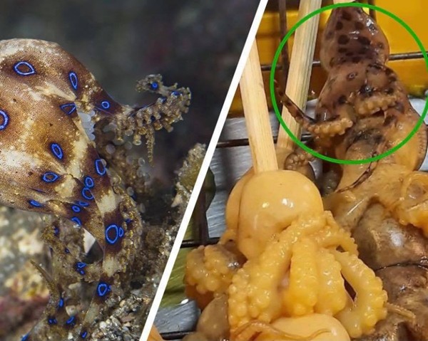 Quầy hàng xiên nướng ở Thái Lan bán bạch tuộc siêu độc, có thể gây tử vong trong nháy mắt - ảnh 2