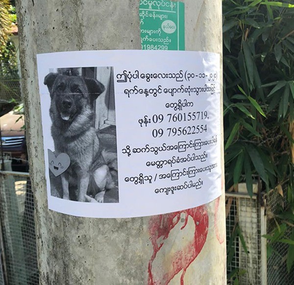 Chú chó đi lạc có cách cực thông minh để chủ tìm thấy mình, chủ cũng không tưởng tượng ra - ảnh 1