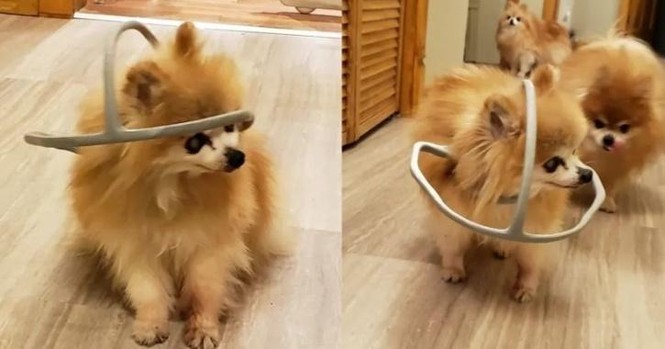 Chú chó được chủ làm cho chiếc “mũ bảo hiểm” kỳ lạ, nhưng ai cũng xúc động khi biết lý do - ảnh 1