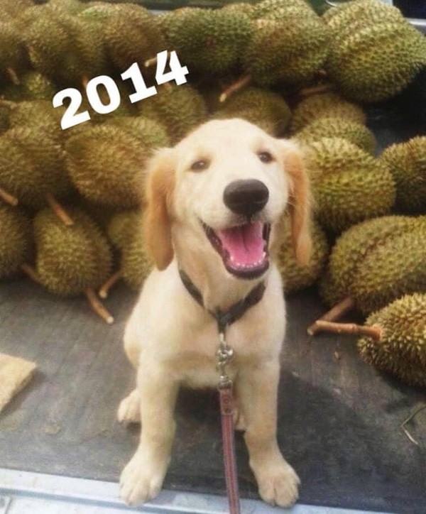 “Chủ” sạp sầu riêng dễ thương nhất thế giới: Chú chó trông “sầu” mà chẳng sầu, lúc nào cũng cười - ảnh 2