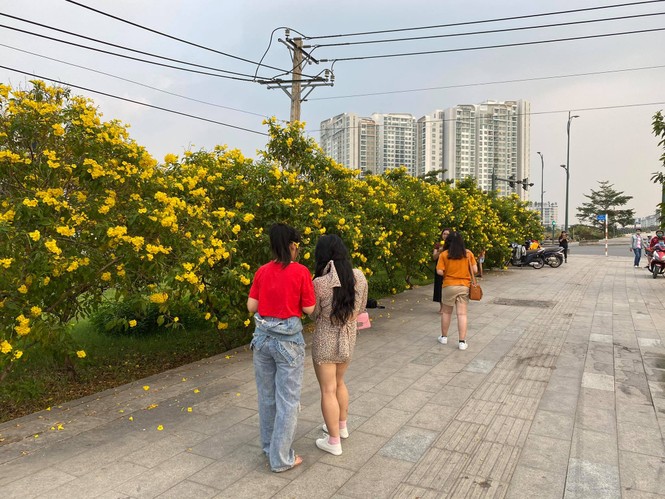 Con đường hoa hoàng yến rực rỡ một góc trời, teen Sài thành rủ nhau check-in đón Tết - ảnh 3