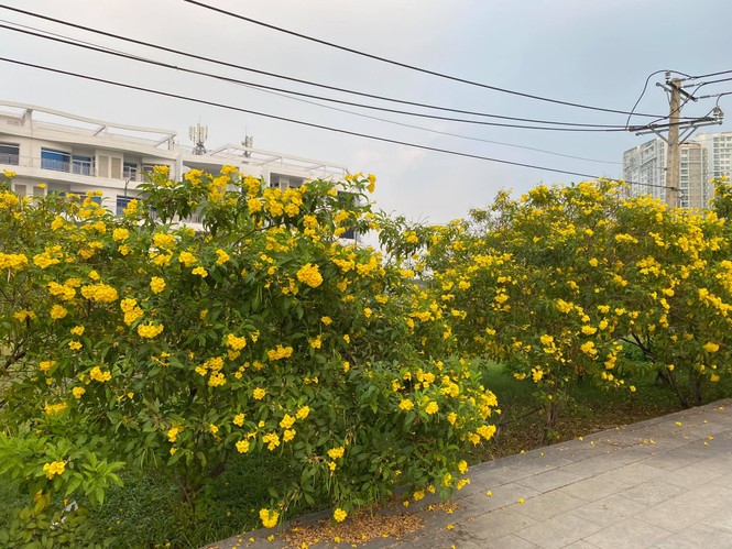 Con đường hoa hoàng yến rực rỡ một góc trời, teen Sài thành rủ nhau check-in đón Tết - ảnh 1