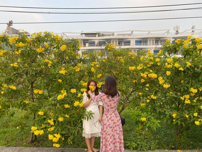 Con đường hoa hoàng yến rực rỡ một góc trời, teen Sài thành rủ nhau check-in đón Tết - ảnh 4