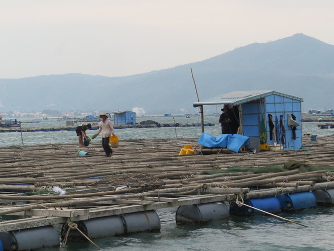 Phú Yên: 10.000 người phải cấp tốc rời khỏi 91.000 lồng bè trước trưa nay - ảnh 2