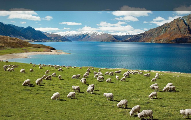 Bài dự thi cuộc thi “New zealand - Bật mí trăm điều thú vị”:New Zealand và niềm mơ của bố - ảnh 3