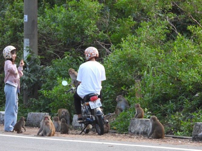 Khỉ Sơn Trà kéo nhau ào xuống đường xin ăn - ảnh 2