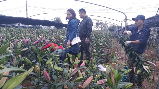 Bên trong vựa hoa lớn nhất Bắc Giang ngày giáp Tết - ảnh 2