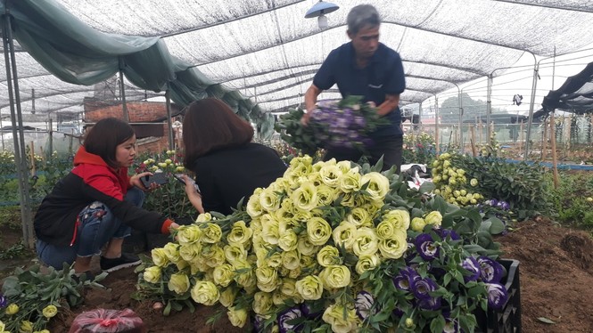 Bên trong vựa hoa lớn nhất Bắc Giang ngày giáp Tết - ảnh 4