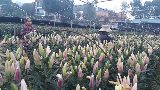 Bên trong vựa hoa lớn nhất Bắc Giang ngày giáp Tết - ảnh 1