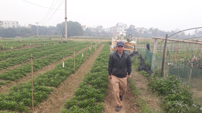 Bên trong vựa hoa lớn nhất Bắc Giang ngày giáp Tết - ảnh 6