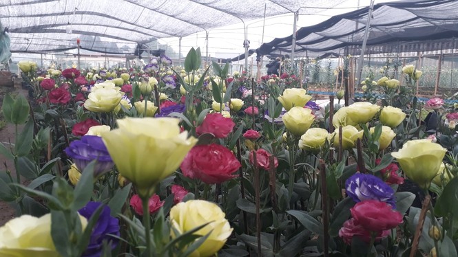 Bên trong vựa hoa lớn nhất Bắc Giang ngày giáp Tết - ảnh 10