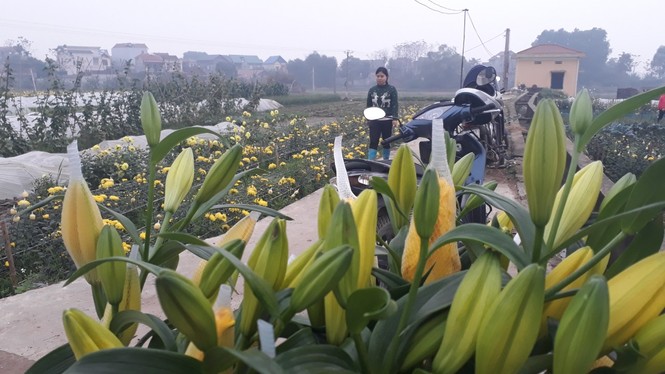 Bên trong vựa hoa lớn nhất Bắc Giang ngày giáp Tết - ảnh 7
